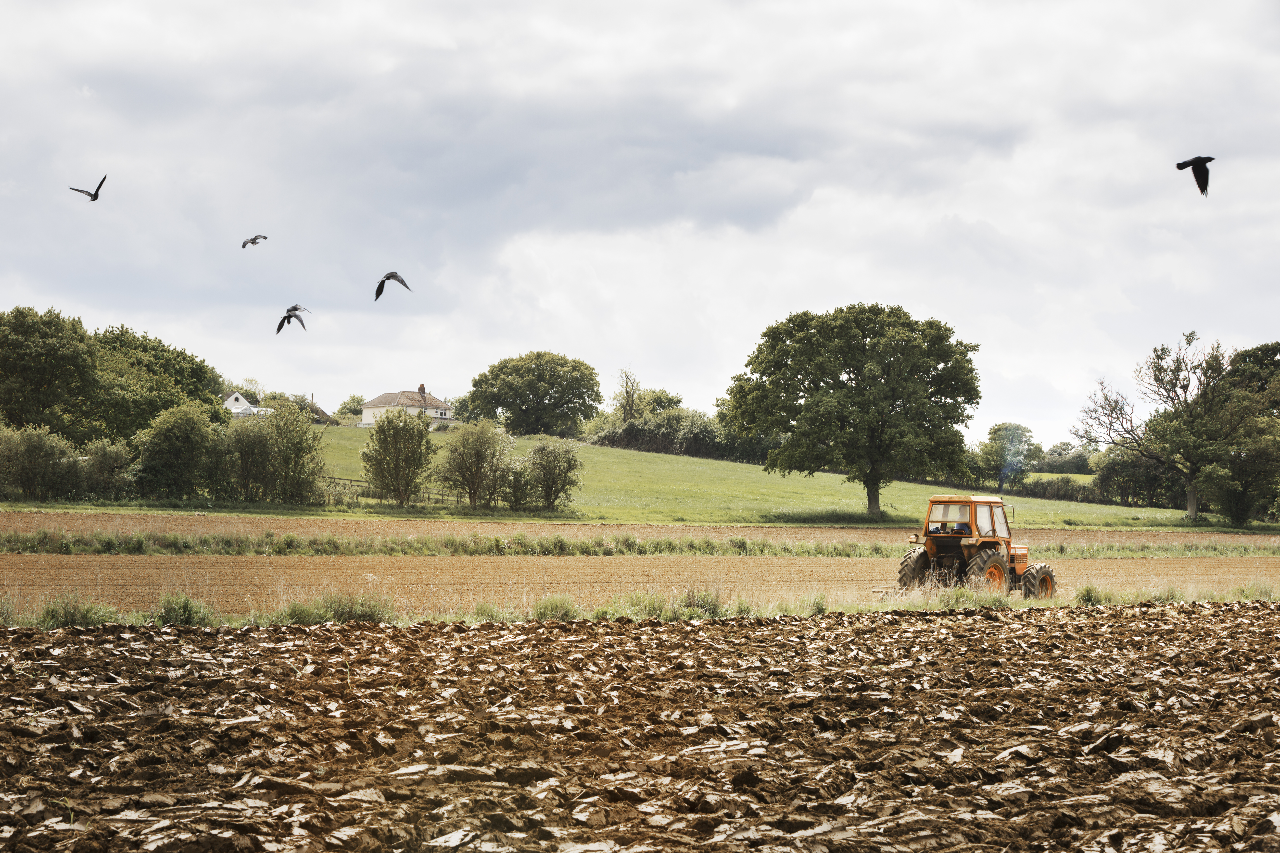A tractor working in a ploughed field with birds flying overhead.